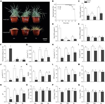 Salinity Tolerance in a Synthetic Allotetraploid Wheat (SlSlAA) Is Similar to Its Higher Tolerant Parent Aegilops longissima (SlSl) and Linked to Flavonoids Metabolism